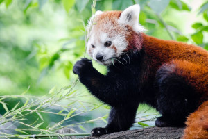 red_panda_wallpaper_mobile.jpg